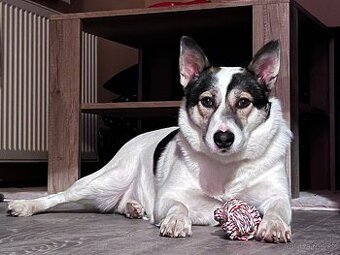 ESTA K ADOPCI - umazlená kráska, AKUTNÍ