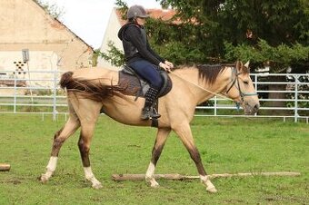 Prodám 4-letého hřebce KK,