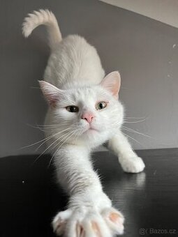 Bílý kocourek