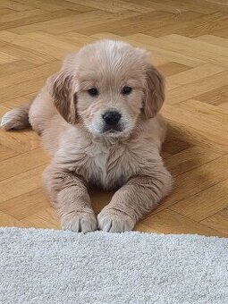 Štěně zlatý retrívr 8 týdnů pejsek