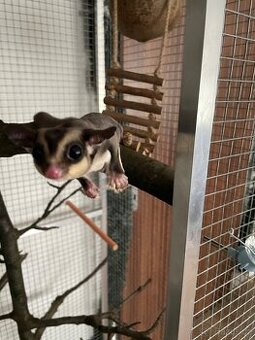 Vakoveverka 🐿️ Létavá