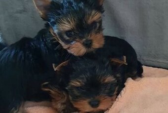 Nabízím poslední fenku jorksira