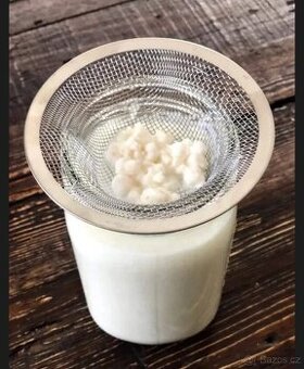 Kefir - “tibetská houba” - kultura pro domácí výrobu
