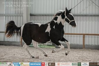 Charakterní kobylka 4 roky - Barock pinto
