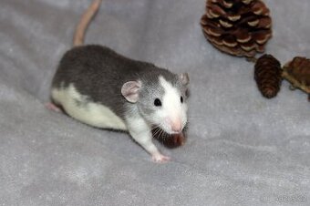 Vymazlená samička potkan DUMBO