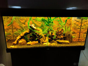 Krunýřovec skvrnitý, Ancistrus gold (krun. zlatý)