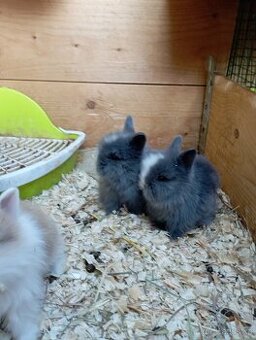 Zakrslý teddy králík