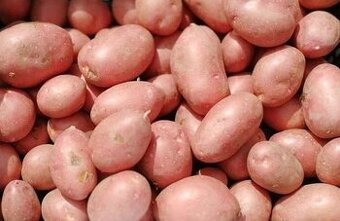 Sadbové brambory Laura