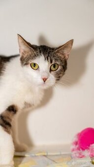 Cleopatra, 7 měsíční kotě