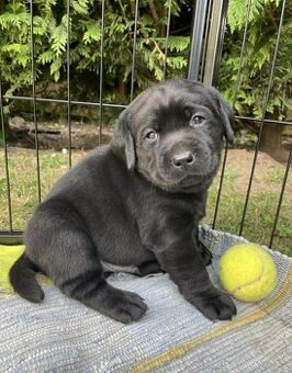 Labradorský retrívr
