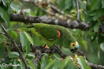 Amazoňan Modročelý