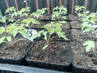 SADBA-Rajčata,Patizony,Dýně,Cuketa,Lilek,Meloun