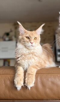 Kočka s PP Mainská Mývalí Maine Coon