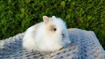 Zakrslý Teddy králík, králíček - SAMIČKY - KAILA A KIARA