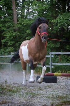 Prodej pony horse Ondrášek
