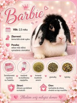 Anglický Zakrslý Beránek MiniLop - Barbie