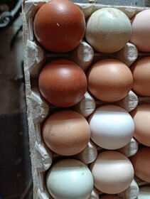 Domácí vajíčka - 1