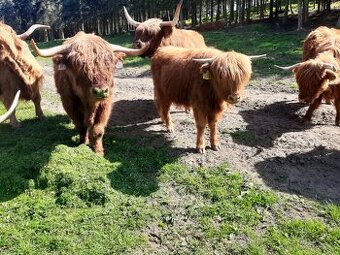 Prodám jalovice Highland - 1