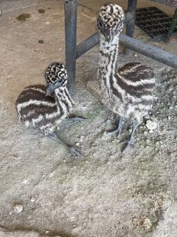 Emu