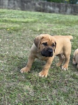 Boerboel - štěňátko pejsek