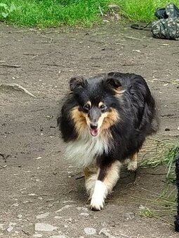 Šeltie,Sheltie