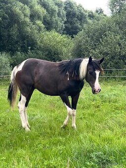DOUBLE Homozygot Paint Horse APH