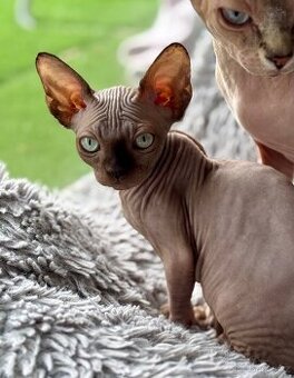 Kočička Sphynx