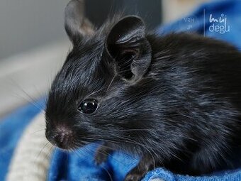 Osmák degu - mláďata s PP