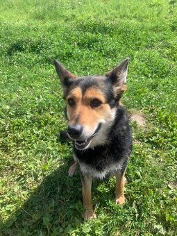 Daruju fenku do dobrých rukou