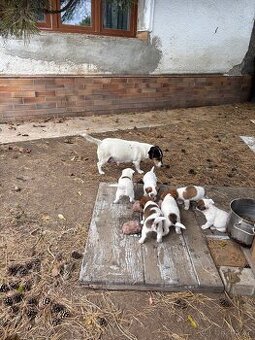 Jack Russell