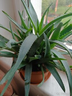 Prodám pokojovou rostlinu aloe