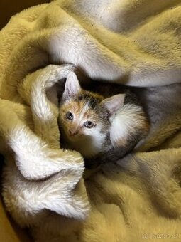 Daruji dvě krásná koťátka - 1