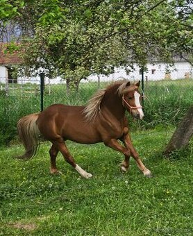 Valach wpbr letos 4 letý