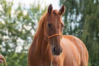 Valach 15 let do agroturistiky nebo jako hobby kůň