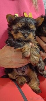 Jorkšírský Yorkšírský teriér mini pejsci