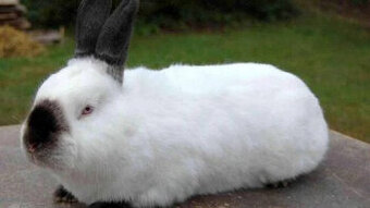 Kalifornský králík