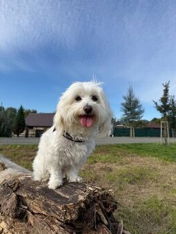 Krytí fenky Maltézský psík