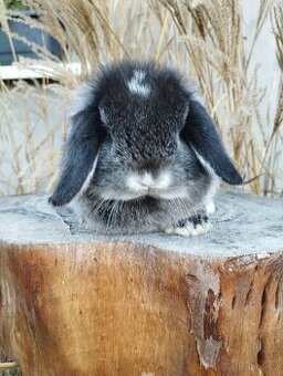 Zakrslý králíček - beránek minilop