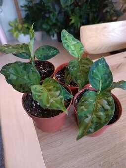 Aglaonema tricolor