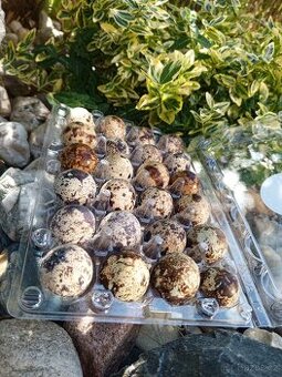 Křepelčí vajíčka