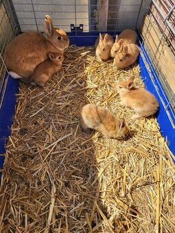 Zakrslý kralík, Zakrslí kralík králíčci