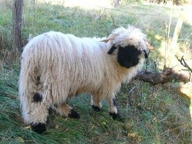 Walliserská černonosá ovce