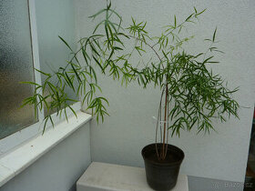 Asparagus falcatus - pokojová rostlina