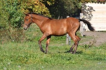 2 letá klisna Lusitano x P.r.e