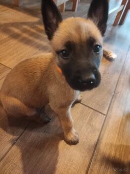 Štěňata - Belgický ovčák malinois