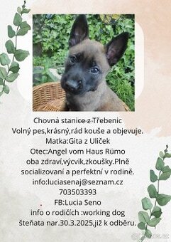 Štěňata - Belgický ovčák malinois