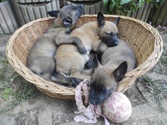 Štěňata - Belgický ovčák malinois