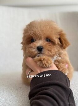 Maltipoo F1 Caramel | Lina
