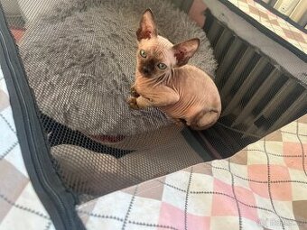 Sphynx