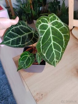 Anthurium